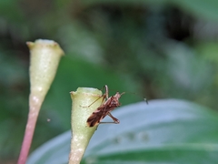 Primierus tuberculatus