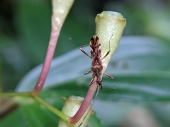 Primierus tuberculatus