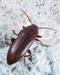 Hymenorus