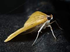 Loxomorpha flavidissimalis