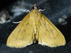 Loxomorpha flavidissimalis