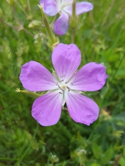 Geranium oreganum