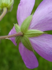 Geranium oreganum