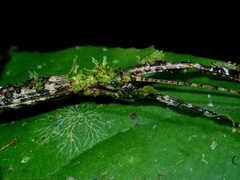 Phenacephorus sepilokensis