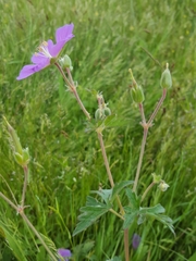 Geranium oreganum