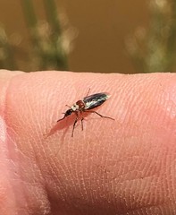 Dilophus tibialis breviceps