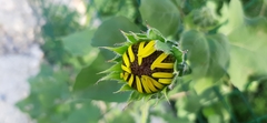 Helianthus