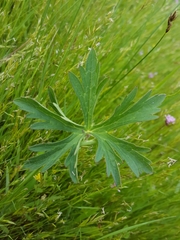 Geranium oreganum