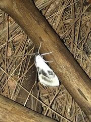 Cliniodes ostreonalis
