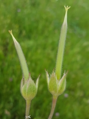 Geranium oreganum