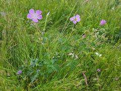Geranium oreganum