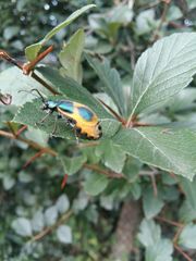 Monocesta ducalis