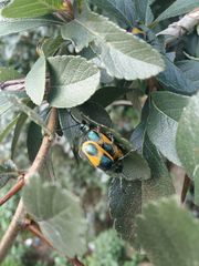 Monocesta ducalis