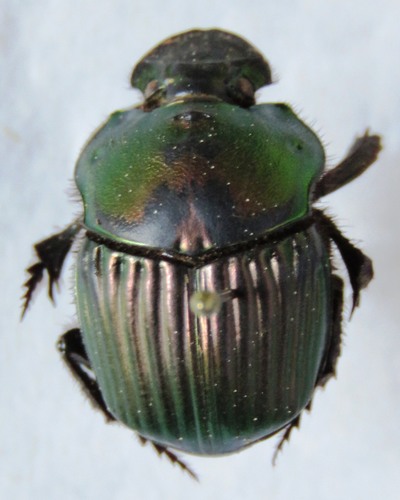Phanaeus beltianus