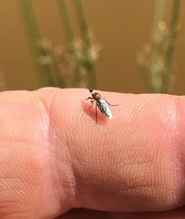 Dilophus tibialis breviceps