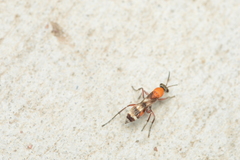 Psorthaspis legata