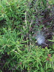 Piptatheropsis canadensis