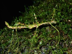 Parastheneboea monticola