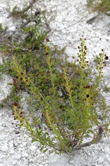 Scrophularia cretacea