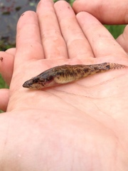 Philypnodon grandiceps