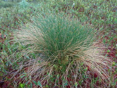 Trichophorum cespitosum image
