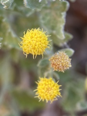 Perityle tenella