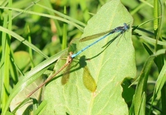 Argia anceps