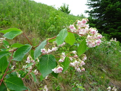 Apocynum androsaemifolium image