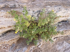 Perityle tenella