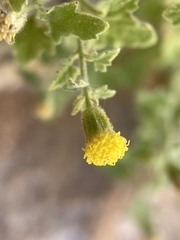 Perityle tenella