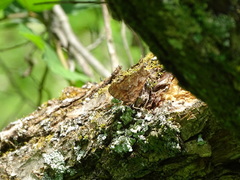 Polygonia comma