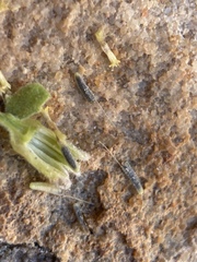 Perityle tenella