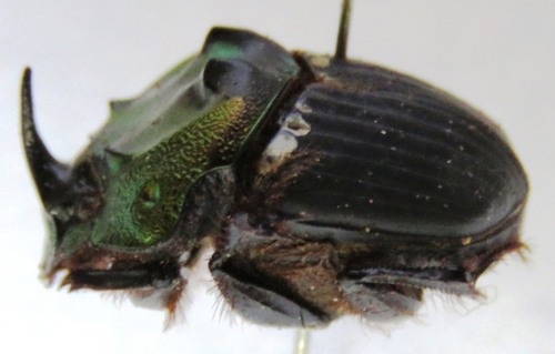 Sulcophanaeus noctis · iNaturalist