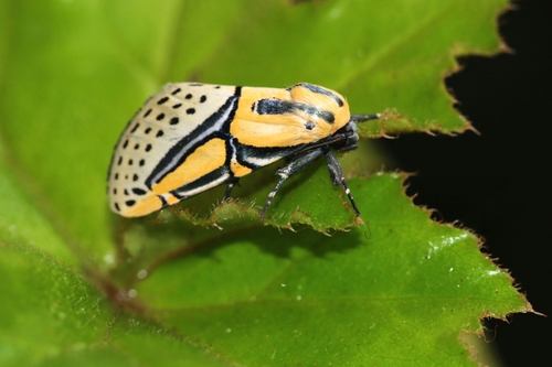 Hieroglyphic Moth