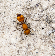 Dasymutilla scaevola