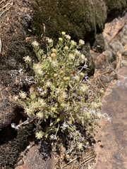 Perityle tenella