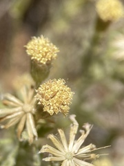 Perityle tenella