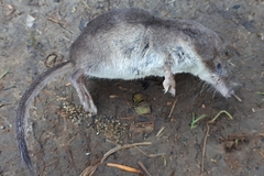 Sorex caecutiens