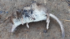 Sorex caecutiens