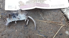 Sorex caecutiens