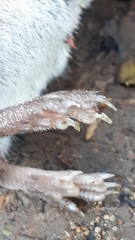 Sorex caecutiens