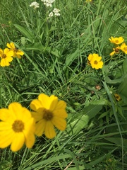 Coreopsis palmata