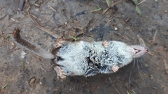 Sorex caecutiens