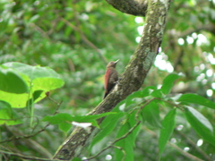 Dryobates sanguineus