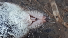 Sorex caecutiens
