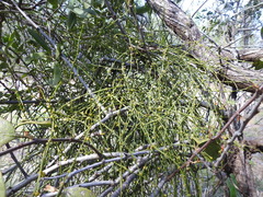 Viscum articulatum