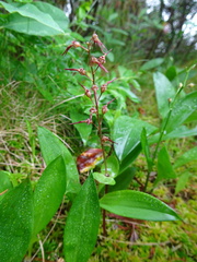 Media resource of Neottia bifolia