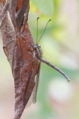 Ascaloptynx appendiculata