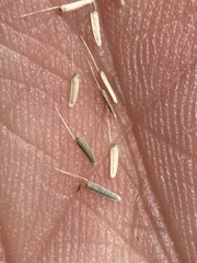 Perityle tenella