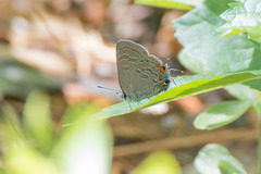 Satyrium kingi